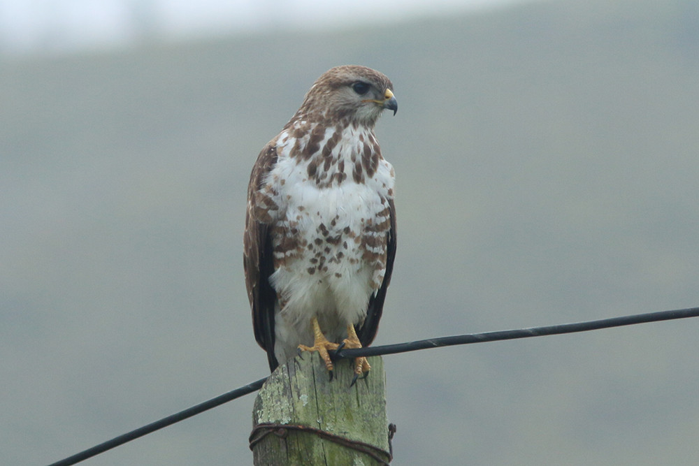 Forest Buzzard