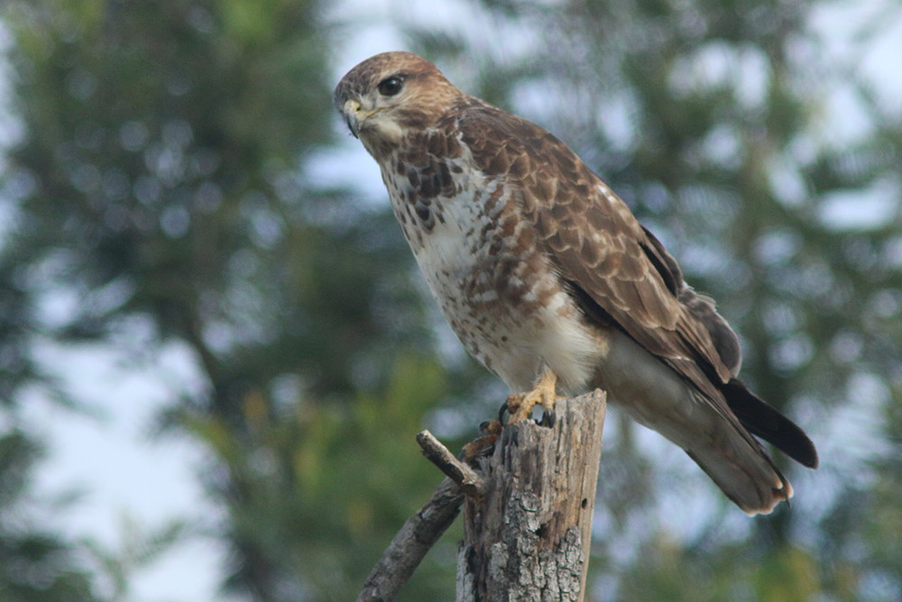 Forest Buzzard