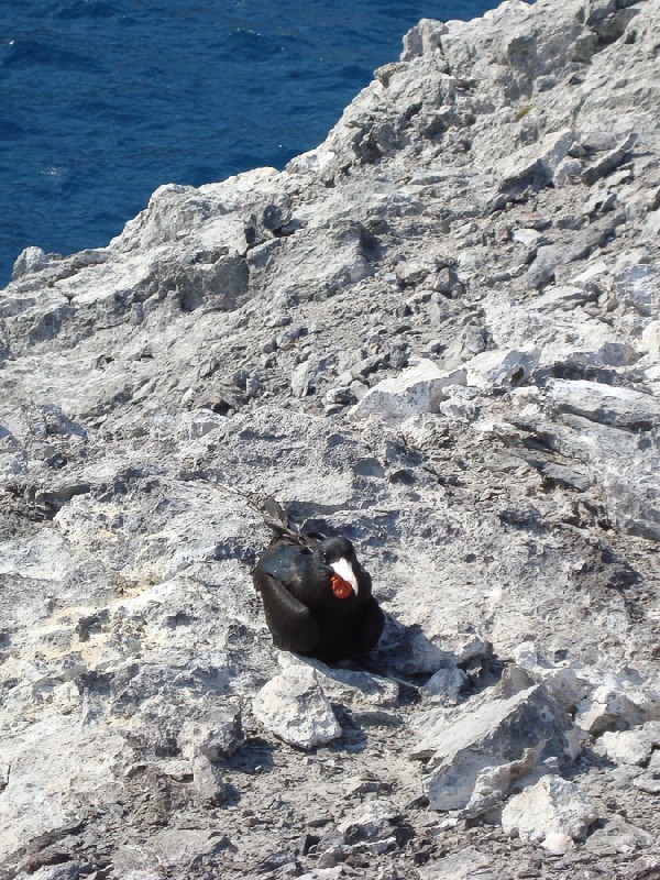 Letterbox, Ascension Frigatebird