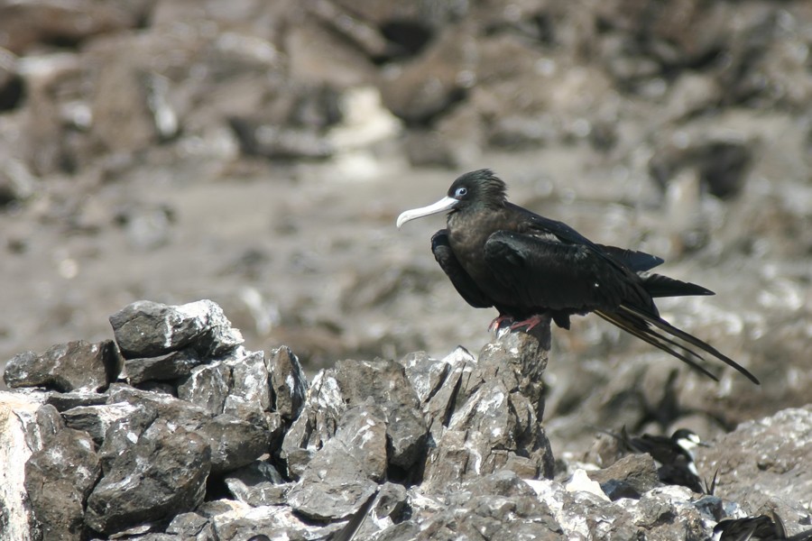 Ascension Frigatebird