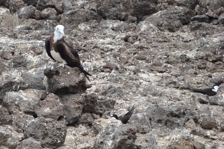 Ascension Frigatebird