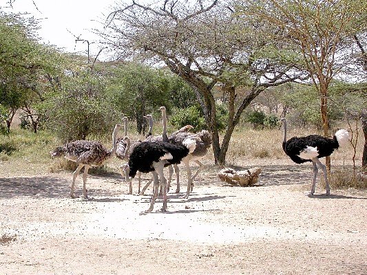 Ostrich