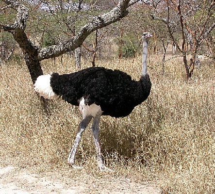 Ostrich