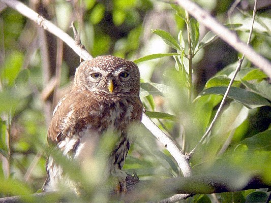 Pearl-spotted Owlet