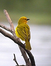 Holub's Golden Weaver