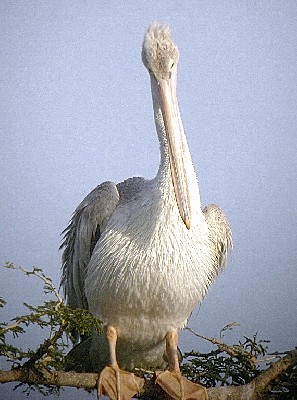 Pink-backed Pelican