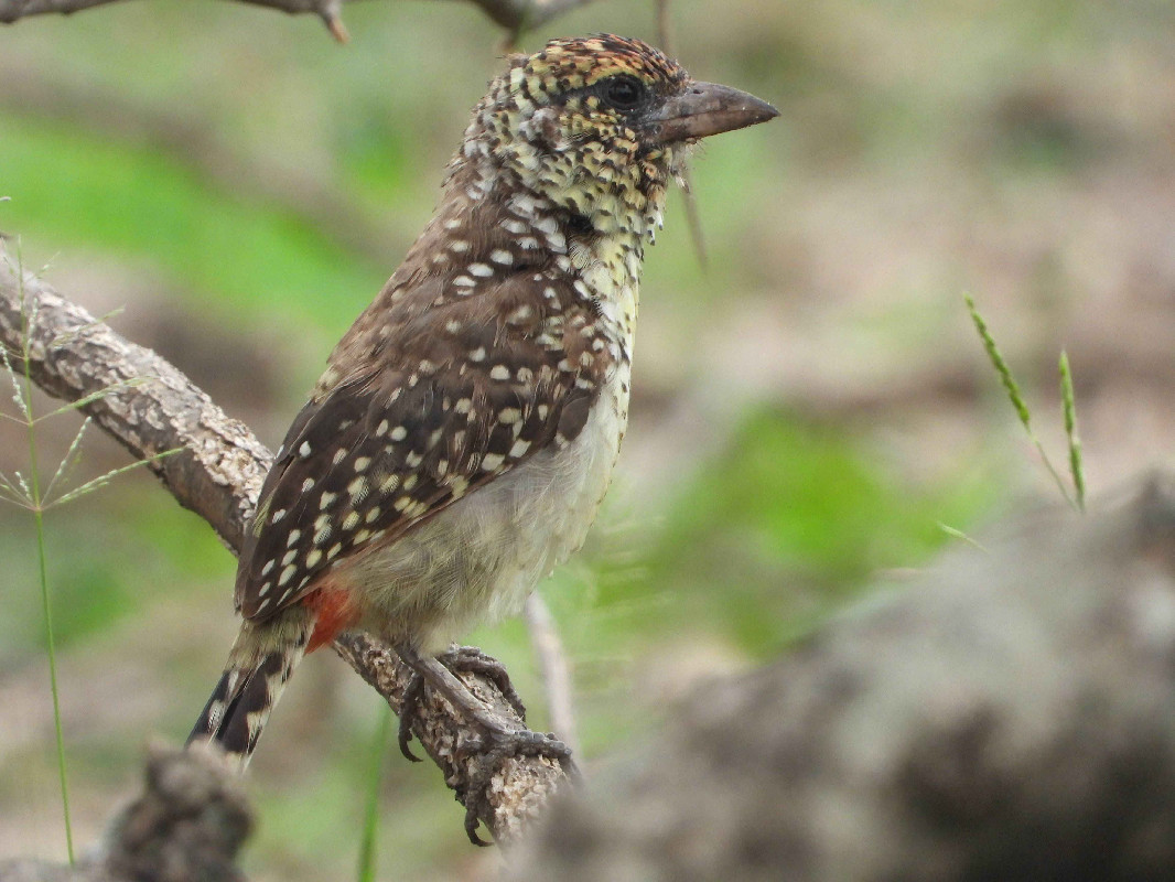 D'Arnaud's Barbet from Loporokocho, Pian-Upe Wildlife Reserve