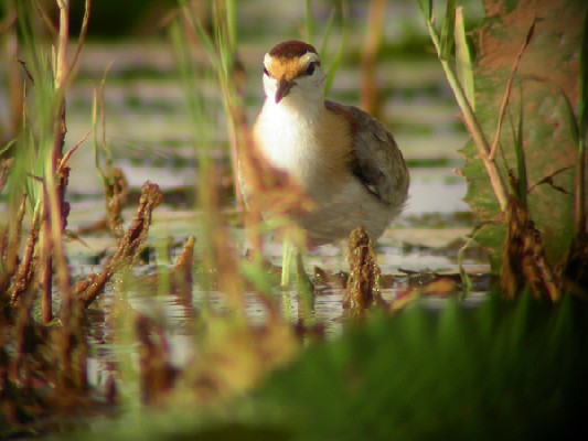 Lesser Jacana - Jacana nain