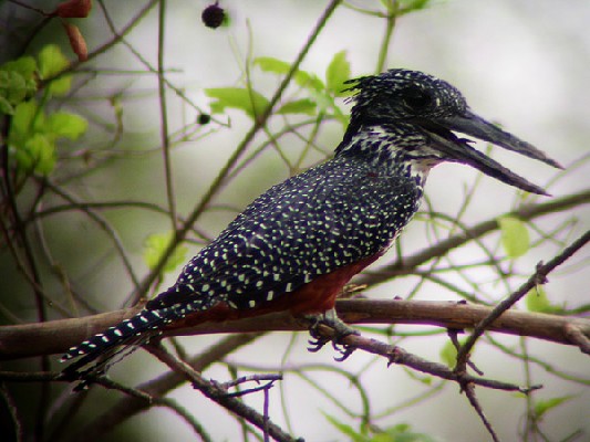 Giant Kingfisher - Martin-pêcheur géant