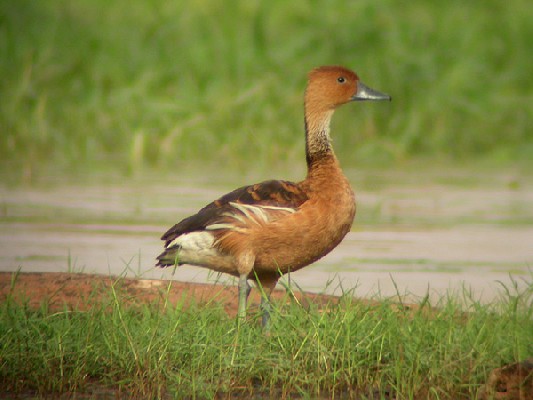 Fulvous Whistling Duck - Dendrocygne fauve