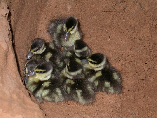 White-faced Whistling Duck - Dendrocygna veuf