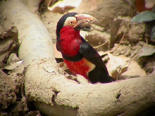 Bearded Barbet - Barbican à poitrine rouge