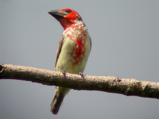 Vieillot's Barbet - Barbican de Vieillot