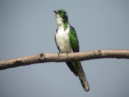 Klaas's Cuckoo - Coucou de Klaas