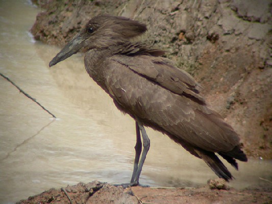Hamerkop - Ombrette africaine