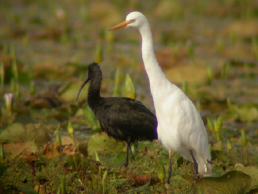 Intermediate Egret - Aigrette intermédiaire