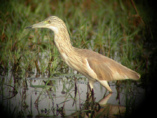 Squacco Heron - Crabier chevelu
