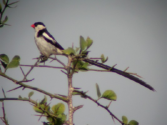 Pin-tailed Whydah - Veuve dominicaine