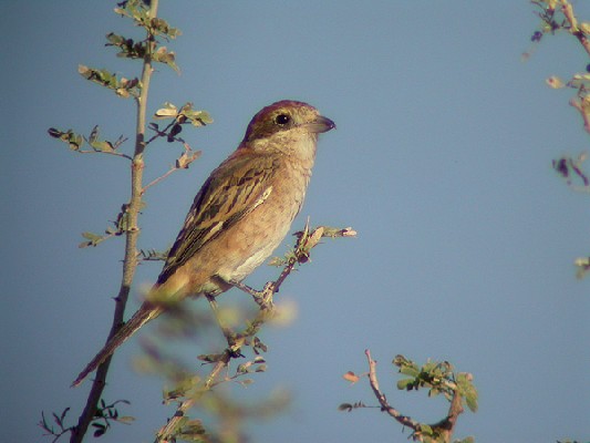 Woodchat Shrike