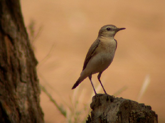 Northern Wheatear - Traquet motteux