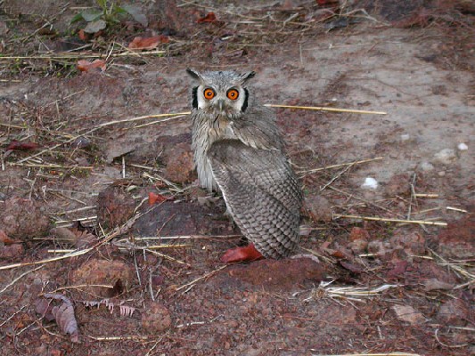 Northern White-faced Owl - Petit-duc à face blanche