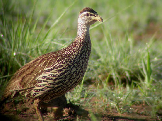 Double-spurred Francolin - Francolin à double éperon
