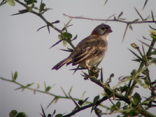 Speckle-fronted Weaver - Sporopipe quadrillé