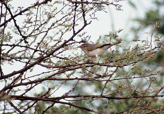 Western Bonelli's Warbler - Pouillot de Bonelli