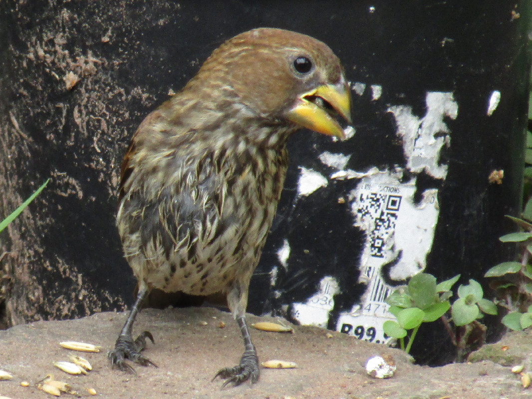 Thicket thick-billed weaver albifrons albifrons 