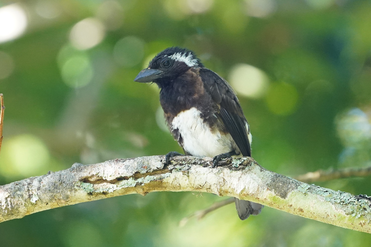 White-eared Barbet