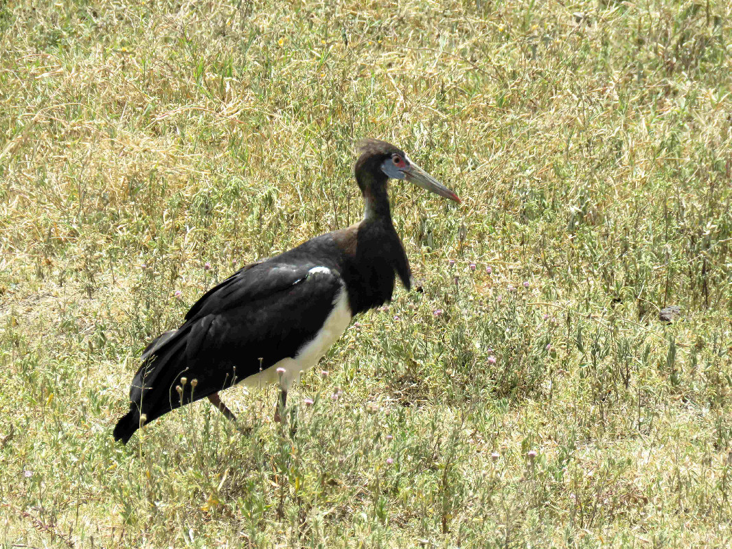 At least I'm more handsome than a Marabu 