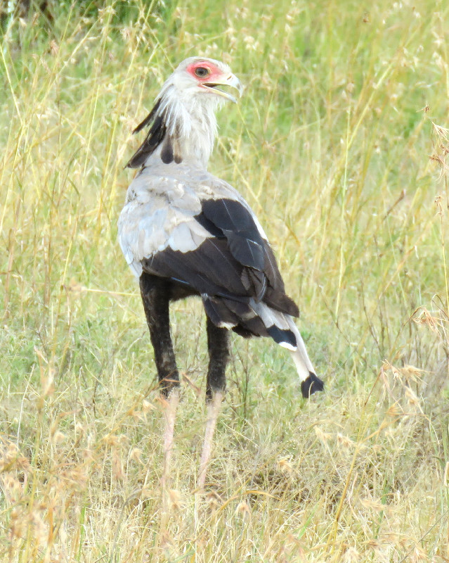 I think I just spotted a snake 