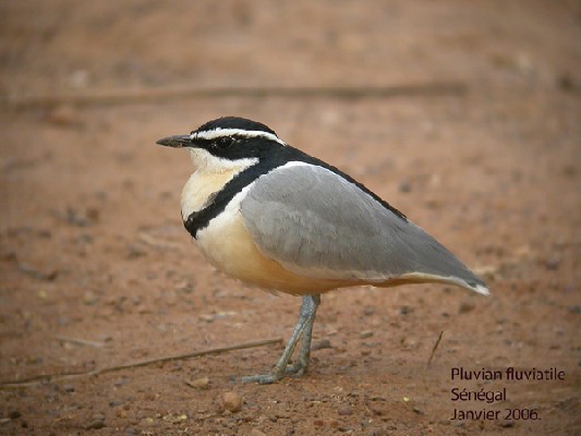 Pluvian Fluviatile
