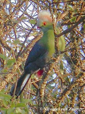 Prince Ruspoli's Turaco