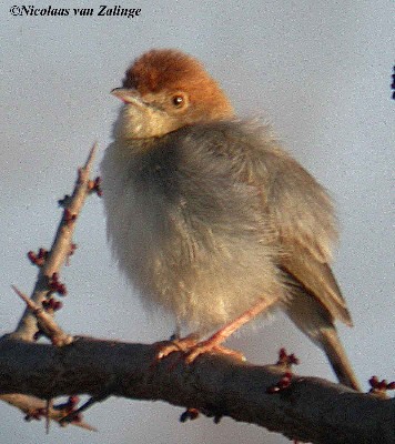 Tiny Cisticola