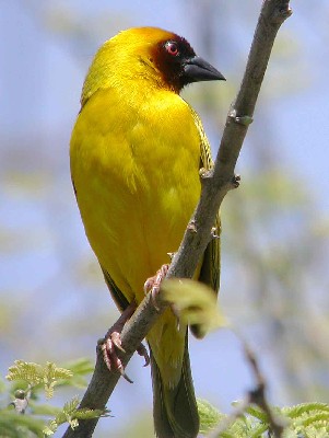Ruppell's Weaver male
