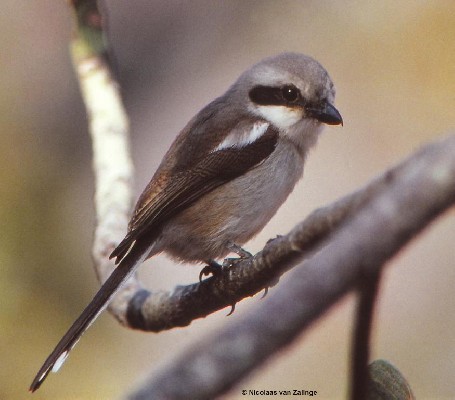 Souza's Shrike