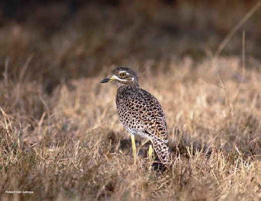 Spotted Dikkop