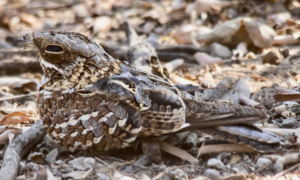 Donaldson-Smith's  Nightjar