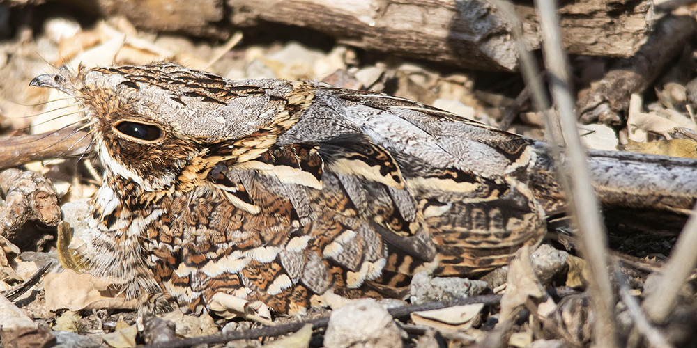 Donaldson-Smith's Nightjar