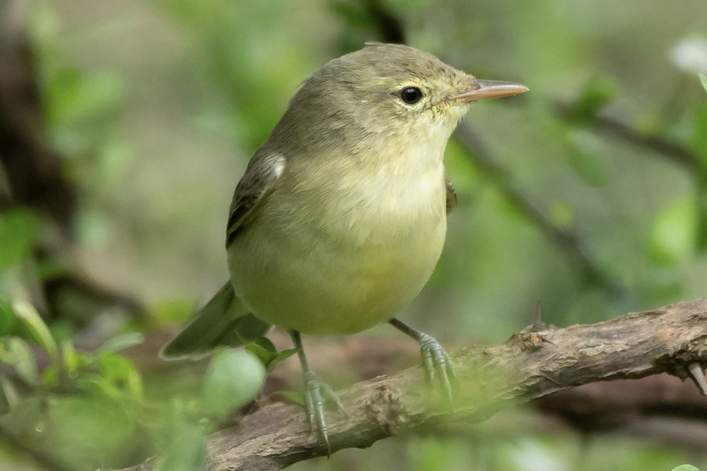 Icterine Warbler