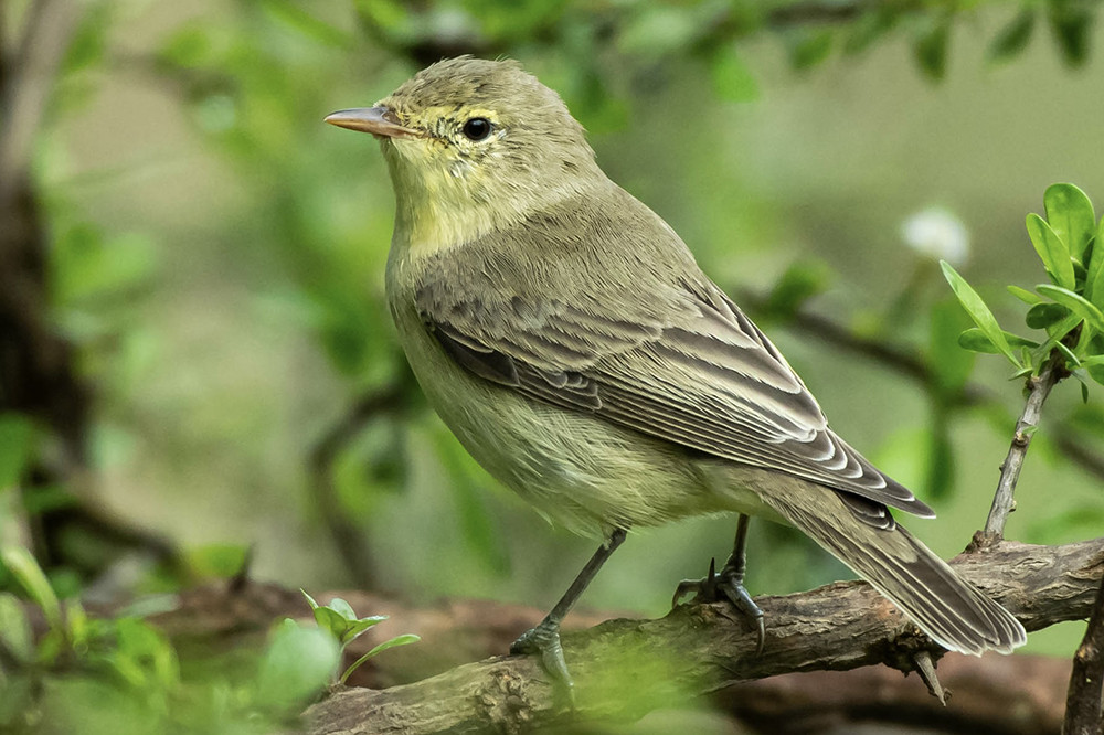 Icterine Warbler