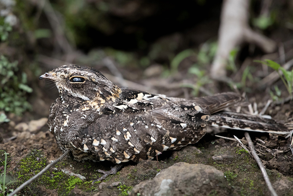 Sombre  Nightjar