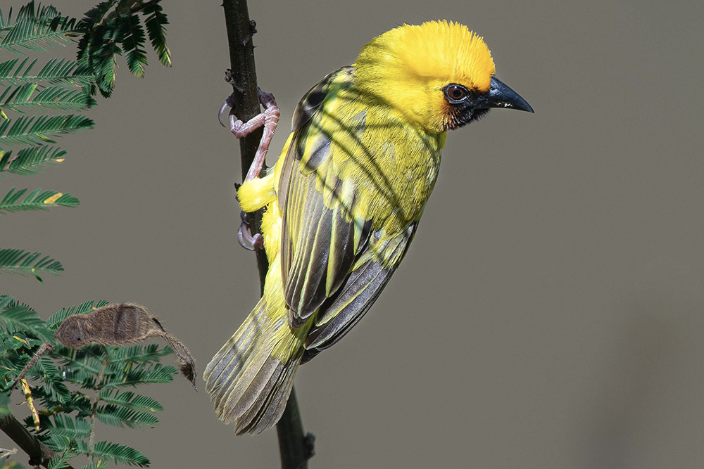 Kilombero Weaver