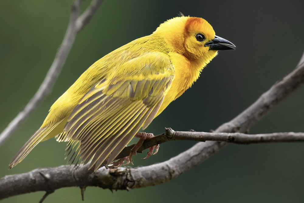 Taveta Weaver