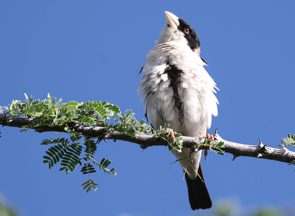 Black-capped Social Weaver