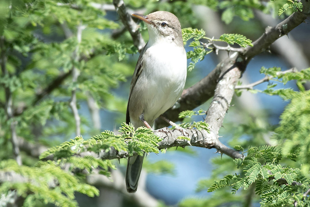 Upcher's Warbler