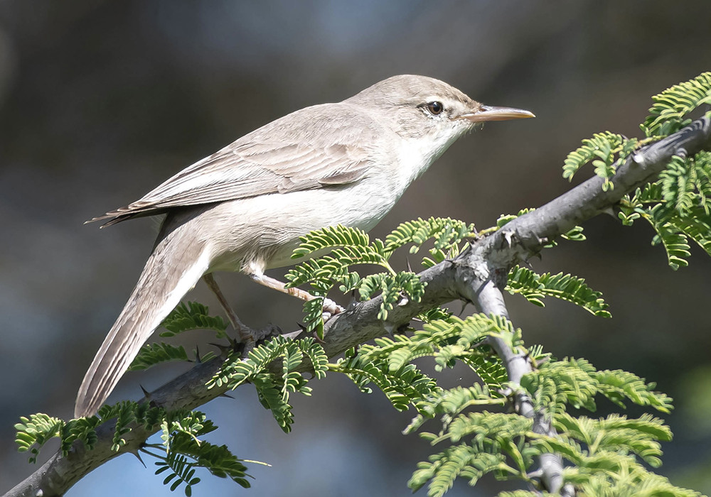 Upcher's Warbler