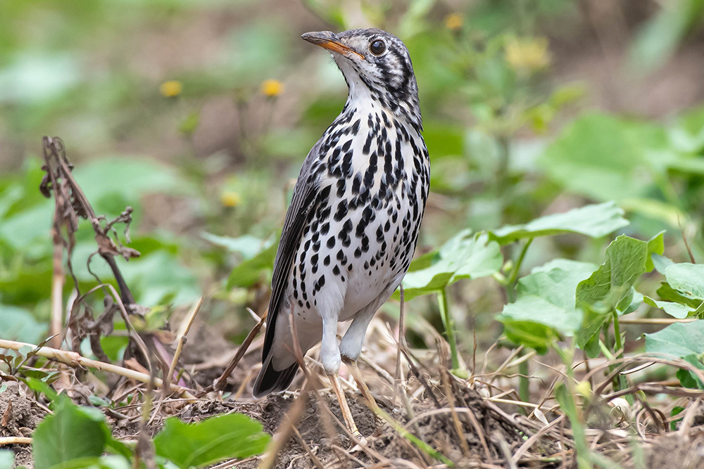 Groundscraper Thrush