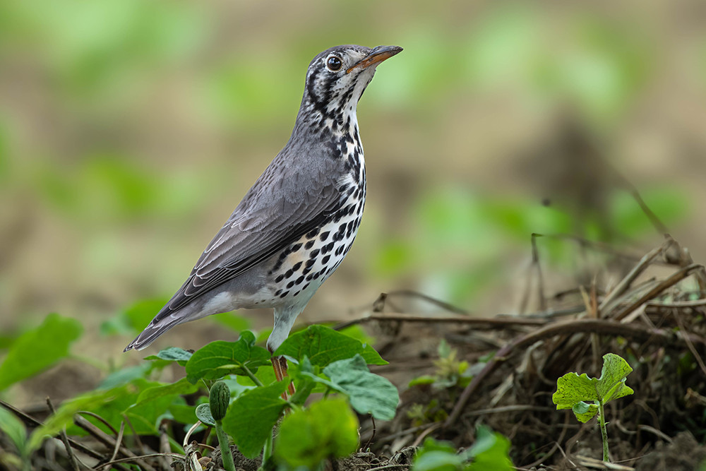 Groundscraper Thrush